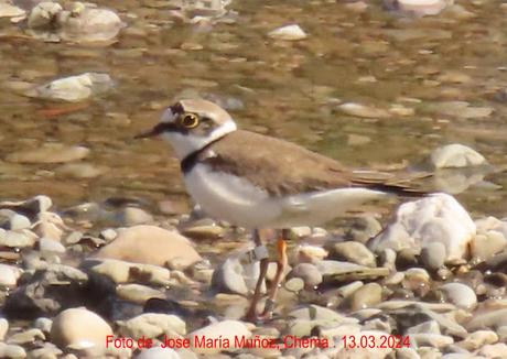 Chorlitejo chico con anilla 74
