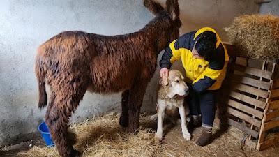 La entrañable relación de un burro una mastina.