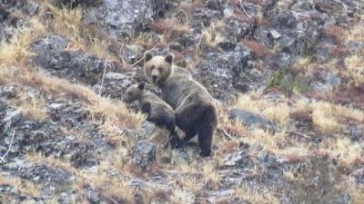 La osa lechuguina, víctima de las manzanas.