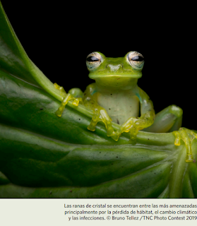 Especies de flora y fauna del Ecuador