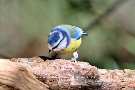 Herrerillo común con anilla blanca