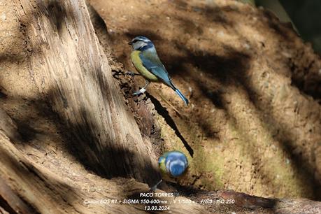Herrerillo común con anilla blanca