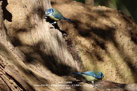 Herrerillo común con anilla blanca