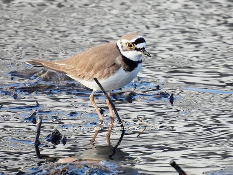 Chorlitejo chico en Sant Adrià