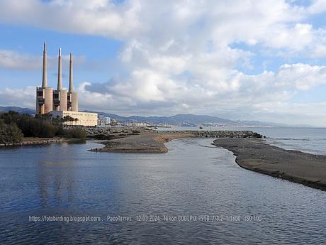 Gaviota sombría en la barra de arena de la desembocadura