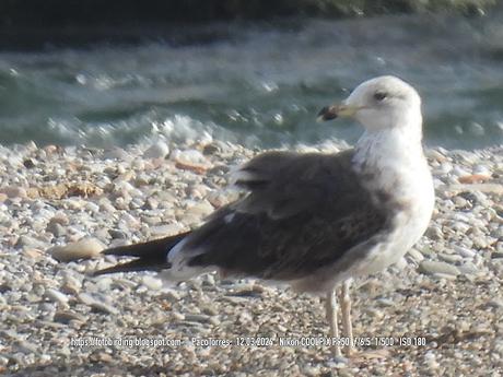 Gaviota sombría en la barra de arena de la desembocadura