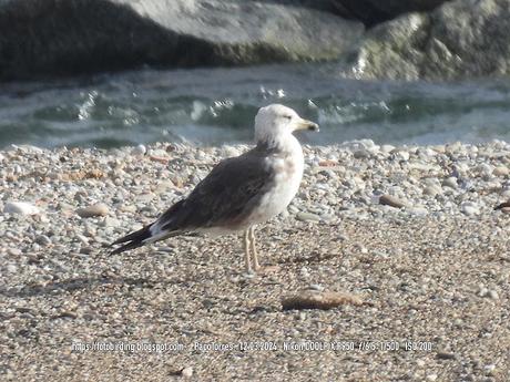 Gaviota sombría en la barra de arena de la desembocadura