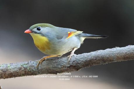 Leiótrix piquirrojo