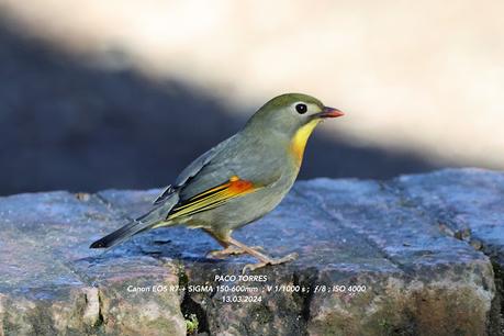 Leiótrix piquirrojo