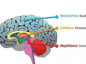 triple cervell humà