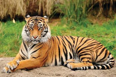 TCL 3.0: tigres mejor cuidados