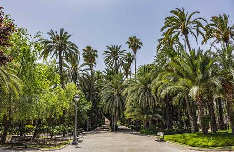 Ruta del Palmeral de Elche: Palmeras Singulares Ilicitanas