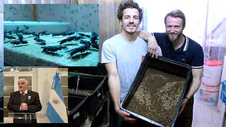 Argentina: se inauguró la primera “biofábrica de insectos” junto al secretario nacional de Bioeconomía, Fernando Vilella