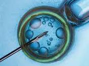 Embriones procedentes fecundación vitro