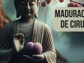 maduración ciruelo, Eihei Kouroku, Dogen Zenji