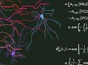 papel sinapsis vecinas plasticidad cerebral aprendizaje