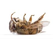 Abeja muerta.