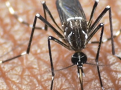 DNEWS presenta Fábrica Mosquitos contra Dengue este marzo