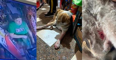 (video) Denuncian en redes la agresión a un perro en María Cecilia: un vecino le disparó