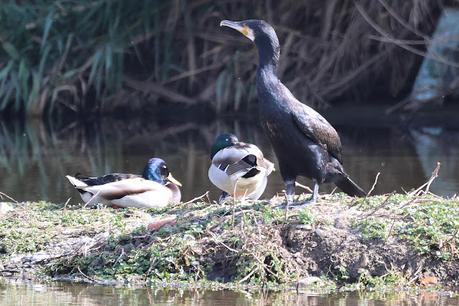Cormorán con anilla metálica