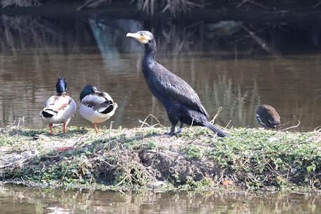 Cormorán con anilla metálica