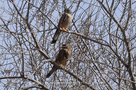 Apareamiento de cernícalos