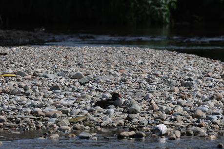 Una pareja de chorlitejos