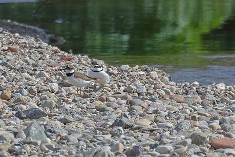 Una pareja de chorlitejos
