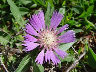 Centaurea áspera