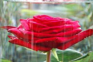 Amor (Día de Sant Jordi, Barcelona, abril 2011) AMAR ES REALIZARSE, SER AMADO ES LA RECOMPENSA