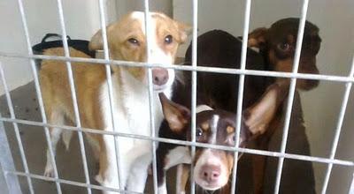Tres podenquitos, una de ellas parece ciega, ayuda urgente, están en la perrera. (TOLEDO)