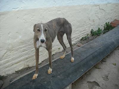 LOIRA...GALGA PERDIDA EN HUELVA ¡¡¡