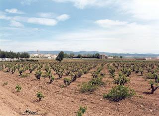 Vegas de Oroponce 2009, de Cooperativa San José Obrero Vegas de Oroponce 2009, de Cooperativa San José Obrero
