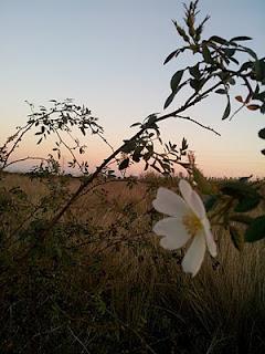 Rosal silvestre, Rosal canino, Escaramujo (Rosa canina)