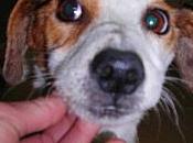 Queen, queda perra. Urge acogida