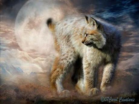 Hosted by imgur.com 30 hermosas obras artísticas de Animales por Carol Cavalaris