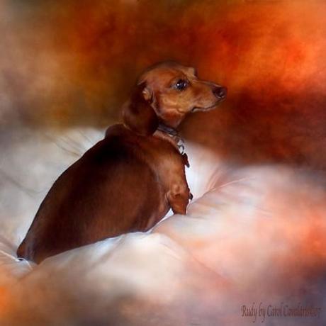 Hosted by imgur.com 30 hermosas obras artísticas de Animales por Carol Cavalaris