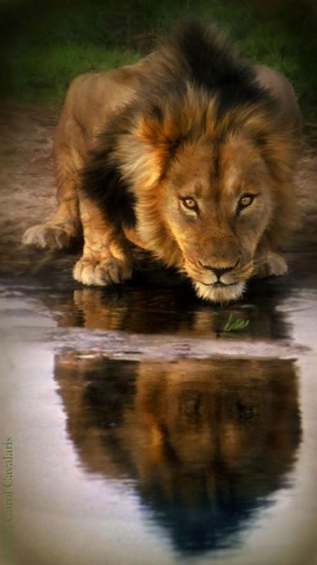 Hosted by imgur.com 30 hermosas obras artísticas de Animales por Carol Cavalaris