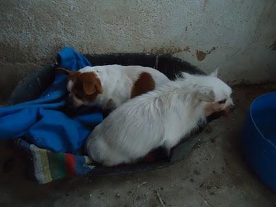 Dos perritos de 16 años en la perrera. Muy Urgente!! (Jaén)
