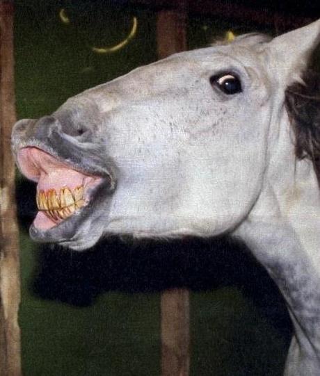 DENTADURA DE CABALLO