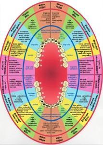 DENTADURA DE CABALLO Relación dientes y órganos.