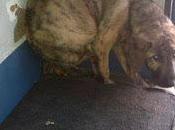 Xena, cachorrita aterrada perrera Badajoz