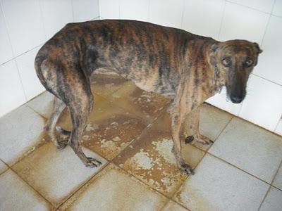 ¡SOS! EMERGENCIA 30 GALGOS EN PERRERA JEREZ GESSER PELIGRO, SACRIFICIO INMINENTE!!