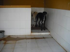 ¡SOS! EMERGENCIA 30 GALGOS EN PERRERA JEREZ GESSER PELIGRO, SACRIFICIO INMINENTE!!