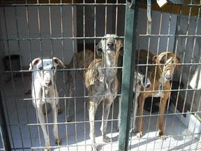 ¡SOS! EMERGENCIA 30 GALGOS EN PERRERA JEREZ GESSER PELIGRO, SACRIFICIO INMINENTE!!