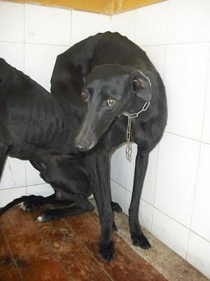 ¡SOS! EMERGENCIA 30 GALGOS EN PERRERA JEREZ GESSER PELIGRO, SACRIFICIO INMINENTE!!