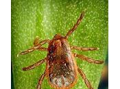 Rhipicephalus sanguineus: tienes días contados