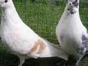 Palomas