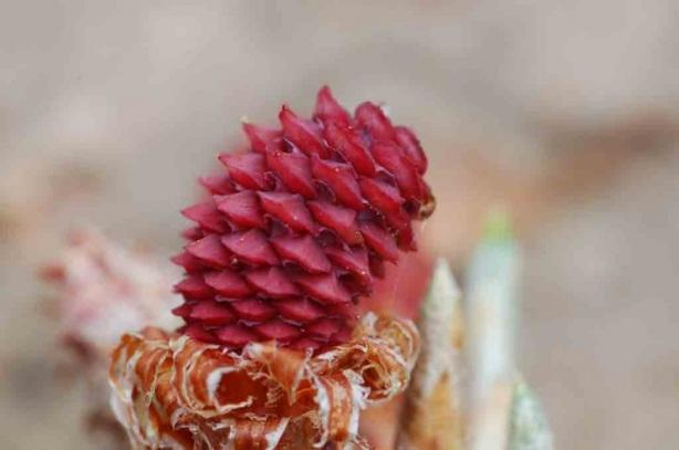 Antiinflamatorio natural, el Pignogenol