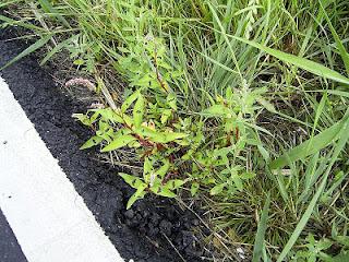 Persicaria